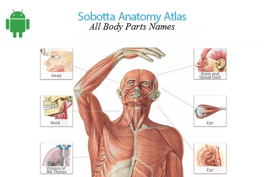 sobotta human anatomy atlas